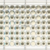 Evolution in Action: Observing Yeast Over 500 Generations