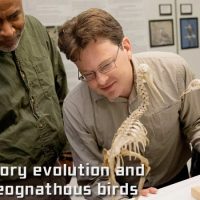 Image showing four researchers gathered around the skeletons of small flightless birds.