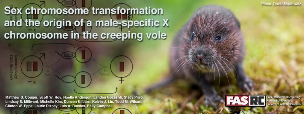 Sex chromosome transformation and the origin of a male-specific X chromosome in the creeping vole